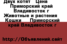 Двух котят › Цена ­ 100 - Приморский край, Владивосток г. Животные и растения » Кошки   . Приморский край,Владивосток г.